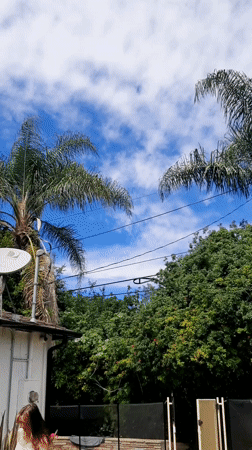 Nature scenes captured on sunny Los Angeles afternoon