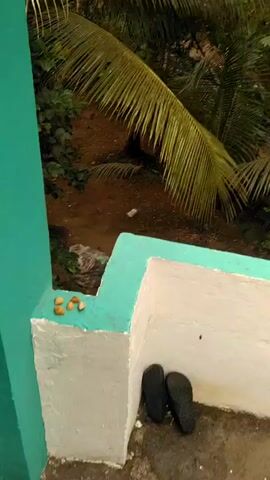 The camera is positioned at an elevated viewpoint, looking out over a tropical backyard. A short, white and turquoise painted wall is in the foreground, with a few small orange objects and a pair of black sandals sitting atop it. The yard below is mostly dirt, with scattered greenery and a few small plants. A black plastic disc with a green hose coiled on top of it sits in the middle of the frame. In the background, there is dense foliage and a glimpse of a building. A person in a blue shirt can be seen in the far background. The camera pans upward to reveal the fronds of several palm trees, swaying gently in the breeze against a bright sky.