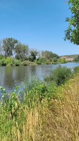 The video captures a serene natural landscape on a clear, sunny day. The foreground is dominated by tall, dry grasses and some green foliage, suggesting a warm season. Beyond this, a calm river flows, its surface reflecting the bright blue sky and the lush greenery of the opposite bank. The far bank is lined with a variety of trees and bushes, some with full green leaves and others appearing more sparse, possibly indicating different species or stages of growth. The water appears still, with only slight ripples. The overall impression is one of tranquility and natural beauty.