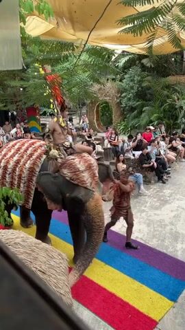 A performance is taking place outdoors under a canopy. An elephant adorned with a blanket featuring an orange and white striped pattern, resembling tiger stripes, is walking on a colorful rug composed of red, yellow, blue, and purple stripes. A person is seated on the elephant's back, wearing a loincloth and an elaborate headdress made of feathers in shades of red, yellow, and brown. Another person, also wearing a loincloth, walks beside the elephant, guiding it. In the background, an audience is seated on wooden benches, observing the performance. Lush green foliage and trees surround the performance area.