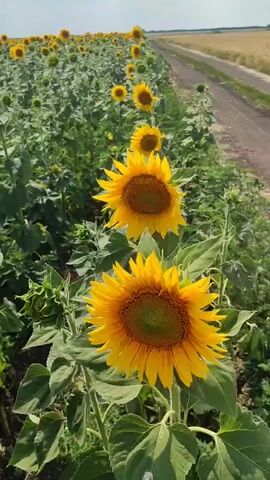 The video shows a field of sunflowers with a dirt road on the right side. The sunflowers are bright yellow and in various stages of bloom. Some have fully opened petals, while others are still developing. The field stretches into the distance, with more sunflowers visible under a hazy sky. The road is unpaved and appears to be a path through the countryside, bordered by more vegetation. The scene is bathed in natural light, suggesting it was filmed during the daytime. There are no people or animals visible in the video. The overall impression is one of natural beauty and agricultural landscape.