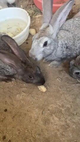 A high-angle medium shot shows several young rabbits in a dirt enclosure. The rabbits are a mix of grey and dark brown. Two rabbits in the foreground are facing each other, both nibbling on a small piece of light-colored food. One rabbit is dark brown and facing left, while the other is grey and facing right. To the left of the rabbits is a white bowl with some liquid and green material in it. Behind the rabbits, a red bowl is visible, and further back, a wooden fence can be seen. The ground appears to be a mix of dirt and straw. The lighting is natural.