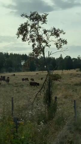 A herd of brown cattle grazes in a dry, grassy field. A few trees are scattered throughout the field and a dense line of trees forms the background. A tall, slender tower with a circular structure at the top is visible in the distance. The sky is overcast. The camera pans from left to right, following the movement of the cattle.