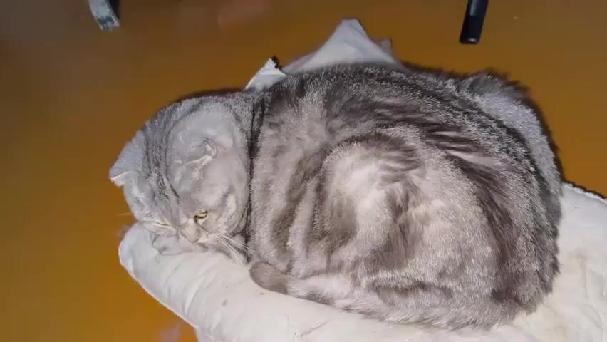 A grey tabby cat with folded ears is curled up on a white cushion on the floor. The cat is looking at the camera, and its eyes are glowing green. The cat's fur has a striped pattern. The background is blurry, but it appears to be a room with an orange floor and some furniture.