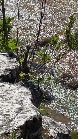 A close-up shot focuses on the edge of a body of water. The water is clear with sunlight reflecting off its surface, creating a shimmering effect. On the left, a large, grey rock formation juts out, covered in patches of green moss and small plants. A thin, bare branch extends from the rocks into the water. Behind it, a small green bush with leaves and purple flowers grows near the water's edge. The water appears to be flowing. As the camera pans slightly to the right and zooms out, a wider view of the scene is revealed. Several people are visible in the background. A group of individuals are standing on a rocky bank to the left of the water. One person, wearing a dark bathing suit, is captured mid-jump as they leap from the bank into the water. Another person is partially submerged in the water on the right. The water here is a mix of clear and pinkish hues, with more shimmering light. The surrounding area is lush with green foliage and trees, suggesting an outdoor natural environment.