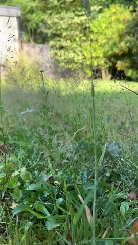 This media file captures a close-up view of tall grass and other greenery in an outdoor setting, likely a garden or park. The scene is bathed in natural light, suggesting it was filmed during the daytime, possibly late afternoon given the warm glow. The focus is on the textures and delicate details of the plants, with the grass blades and seed heads appearing soft and slightly blurred in places, indicating a shallow depth of field. In the background, out-of-focus foliage and trees suggest a lush, natural environment. There is a hint of a building or structure on the left side of the frame, possibly a fence or wall. The overall mood is serene and natural, emphasizing the beauty of the plant life. There is no visible text in the media file. The location context provided is Krefeld, Germany.