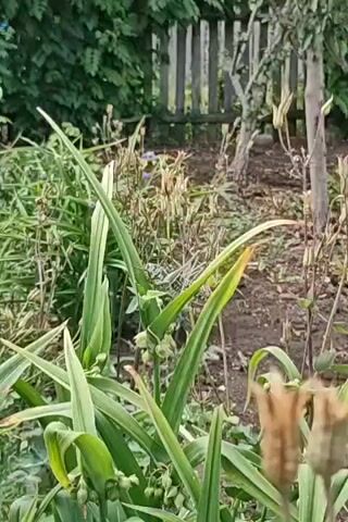 A light blue and green grasshopper is perched on a tall green plant with long leaves. In the background, there is a wooden fence and trees.