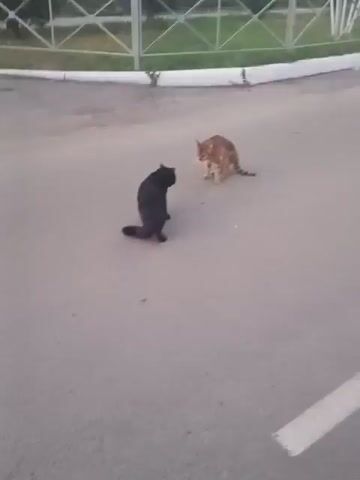 Two cats are facing each other on a paved surface. The cat on the left is black and appears to be sitting down. The cat on the right is orange and tabby and is in a crouched position. The cats are approximately four feet apart. In the background, there is a white fence with vertical bars and some greenery. The lighting suggests it is daytime.