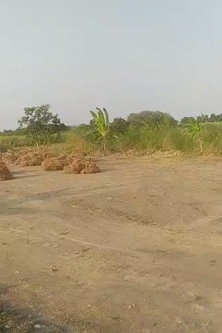 The video pans across an outdoor scene under a clear sky. The ground is a dirt path with tire tracks, leading through an area with piles of dried, light-brown material, possibly hay or straw. To the left and right, there are green plants, including what appear to be banana trees. In the distance, more vegetation is visible. A motorcycle is parked near some people sitting under a banana tree on the left side of the frame. The overall impression is a rural or agricultural setting.