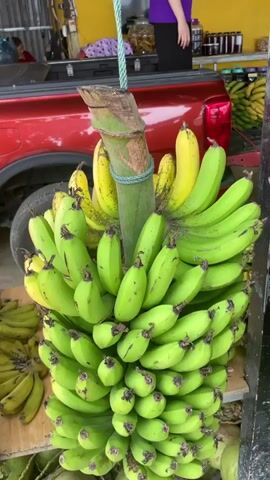 The video presents a large stalk of bananas hanging on display at a marketplace, likely in a tropical region. A significant portion of the bananas are still green, indicating they are unripe, while some show signs of ripening with a yellow hue. The stalk is tied to a wooden beam, suspended above a table where more bananas and coconuts are placed. A red pickup truck is parked behind the table, with the bed open, partially loaded with miscellaneous items. A person in a purple shirt is standing near the truck, and another individual is briefly visible in the background. The market appears to be an open-air setup with a simple wooden structure.