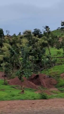 The video depicts a verdant, grassy hillside punctuated by scattered trees and shrubs, under a cloudy sky. The hill's surface is a mix of green vegetation and patches of reddish-brown soil. Small trees of varying heights dot the landscape, with some exhibiting white flowering tops. A pile of dirt sits at the base of the hill, near what appears to be a road. The camera pans slowly, revealing more of the undulating terrain and the distribution of flora across the hillside.