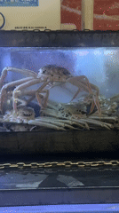 White crabs displayed in glass tank in Gimpo-si