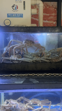 White crabs displayed in glass tank in Gimpo-si