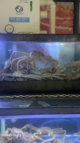 The video shows a tank with several crabs inside. The crabs are white and have long, thin legs. The tank is made of glass and has a black frame. There is a sign above the tank in Korean. The tank is illuminated with bright light. The camera zooms slightly.