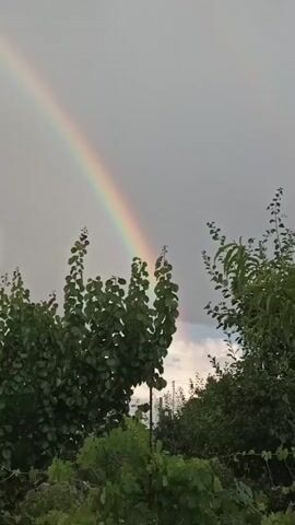 The video shows a rainbow arching across a cloudy sky. The lower part of the frame is filled with green trees, with their leaves rustling slightly. The rainbow is vibrant and colorful, with bands of red, orange, yellow, green, blue, indigo, and violet visible. The sky is a light gray, suggesting that it may have recently rained or is about to rain. The trees appear to be healthy and lush, with many leaves on their branches. The overall scene is peaceful and serene, evoking a sense of natural beauty.