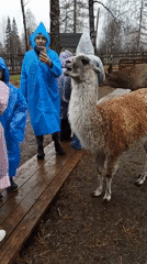 Rainy morning animal encounters captured at Russian facility