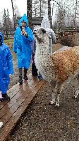 The video shows a group of people, all wearing rain gear, interacting with a tan-colored llama and a black llama in a wet outdoor enclosure. A man in a blue poncho takes a photo of the llama with his phone. Other people stand nearby, observing the animals. In the background, there is a deer and a wooden fence. The ground is muddy and covered with fallen leaves. There are trees in the background. The weather appears to be rainy or drizzly.