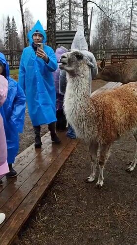 Rainy morning animal encounters captured at Russian facility