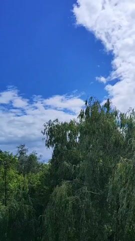 The video captures a view of trees under a bright blue sky with scattered white clouds. The trees are lush and green, with some branches appearing to sway. The camera is positioned high, looking down and across a canopy of foliage.