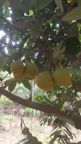 A video clip shows a close-up of several pale yellow fruits hanging from a tree branch. The fruits are round and appear to be unripe. They are clustered together in groups of two or three. The tree has large, green leaves. The background is blurred but appears to be a natural outdoor setting with more trees and vegetation. Sunlight filters through the leaves, creating dappled light. The video is shaky and the focus shifts slightly throughout the clip.