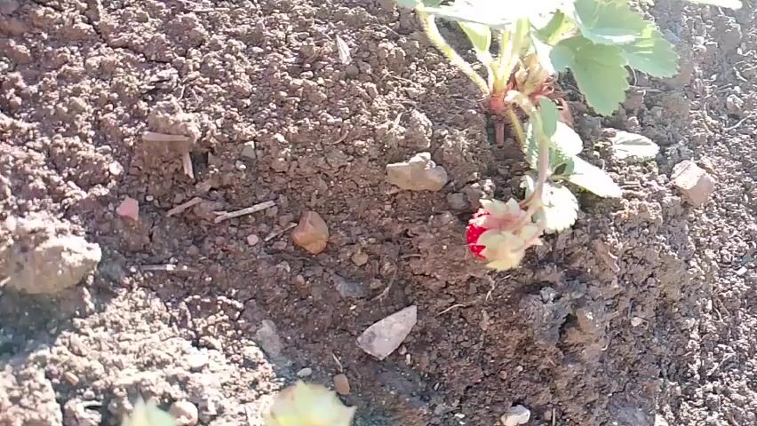 The video shows a close-up view of a small strawberry plant in dark soil. The plant has green leaves and at least one small red strawberry is visible near the base of the plant, resting on the soil. The sun is shining, casting shadows on the ground and highlighting the texture of the soil and the leaves. The camera pans slightly, showing the plant from different angles and also revealing more of the surrounding soil which contains small rocks and some other small green sprouts. The overall scene is that of a garden or outdoor planting area.