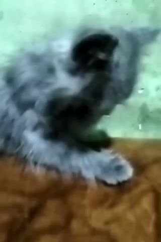 A blurry, gray cat is visible in a shallow body of water. The cat appears to be a Persian or similar long-haired breed, with its fur matted and darkened by the water. The cat's head is lowered, and it seems to be struggling or distressed. The background is a faded green, and the surface the cat is on is a dark brown. The video quality is low, making it difficult to discern fine details.