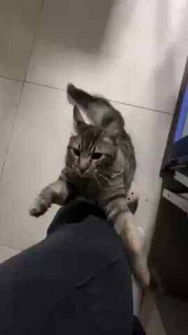A medium shot depicts a tabby cat in a home interior. The cat is standing on its hind legs and reaching its front paws toward a person's leg, which is covered in dark fabric. The cat appears to be attempting to climb or grasp the person's leg. The floor is tiled. The cat's tail is visible and slightly curved. A piece of furniture is visible in the background.