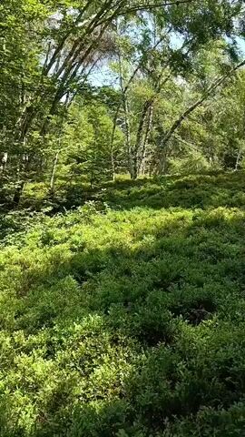 The video begins with a wide shot of a sun-dappled forest floor covered in low-lying green bushes. Sunlight filters through the trees, creating patches of light and shadow. The camera then pans downwards, focusing on the bushes which are laden with ripe blueberries. The dense foliage obscures much of the ground, but the clusters of blue berries are clearly visible. The video ends with a close-up of the blueberry bushes, showcasing the abundance of the fruit.