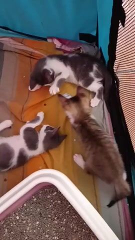 The video shows three kittens playing with a crinkly ball on a colorful striped blanket. The kittens are a mix of grey and white, and tabby. One kitten is lying on its back, batting at the ball with its paws. Another kitten is standing and pawing at the ball, while the third kitten is watching them play. The scene is set inside a blue tent-like structure with a mesh side. A white litter box filled with litter is visible in the foreground. The lighting suggests it is daytime. The overall mood is playful and energetic. No text is visible in the video.