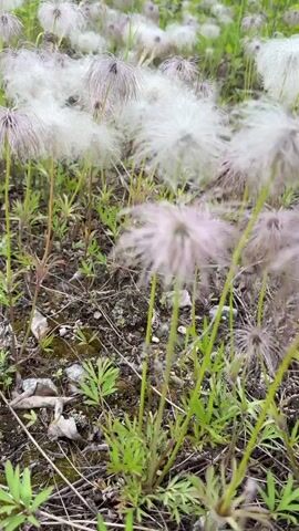 The video pans across a patch of wild prairie flowers with fluffy seed heads. The camera moves from left to right, capturing the delicate nature of the plants and the way their seeds are being dispersed by the wind. The environment appears to be a natural, outdoor setting with green grass and other vegetation visible in the background. The lighting suggests it is daytime, possibly overcast or early morning/late afternoon due to the soft light. There are no people or animals visible in the footage.