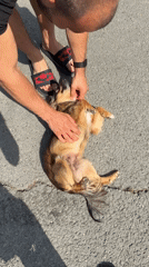 Dog on the pavement, strawberries in hand — a Burgas afternoon