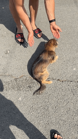 Dog on the pavement, strawberries in hand — a Burgas afternoon