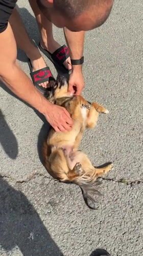 Dog on the pavement, strawberries in hand — a Burgas afternoon