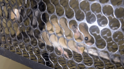 Mouse trapped in wire cage observed Ko Pha-ngan Thailand