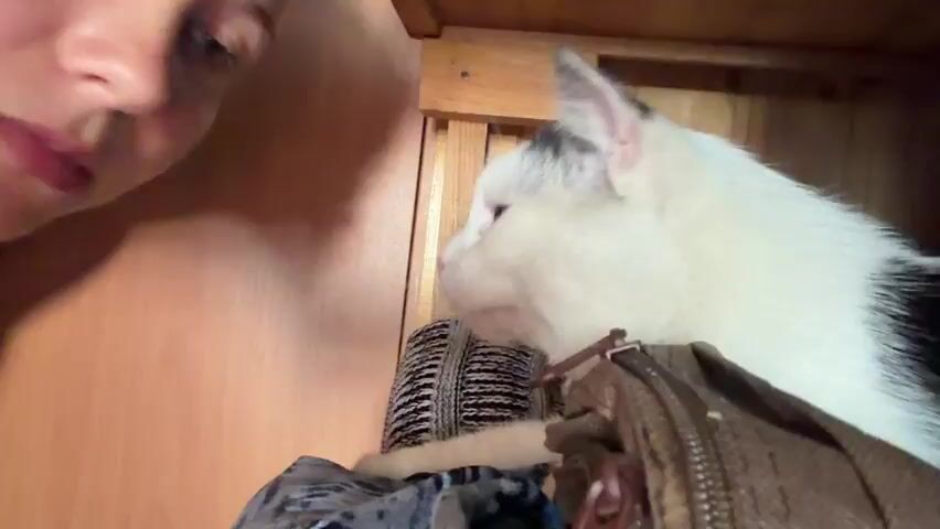 A person leans in to kiss a black and white cat. The person's lips are pursed. The cat is positioned above the person, with its face turned towards the person. The cat is on top of a brown bag with a zipper, and some fabric with a blue and black pattern is visible below the bag. The background appears to be made of wooden planks.