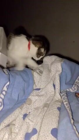 A short video shows a cat on top of a folded blanket. The cat is lying down, and mostly white with some grey or black markings on its head and back. It is wearing a red collar. The blanket has a blue pattern with some light blue and white material on top. The background is dark. The cat appears to be grooming or nibbling on the blanket.
