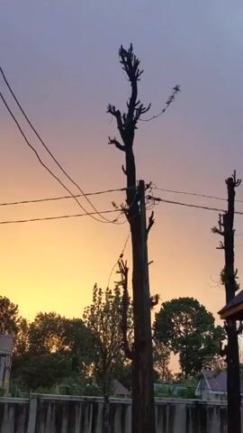 The camera pans across a sunset scene in an urban or suburban area. Silhouetted bare trees and power lines contrast with the golden and purple sky. A building with a red roof is visible behind a wall. There are green trees surrounding the house and adjacent to the wall.