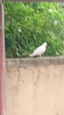 A white dove is shown walking on a wall. A person speaks in the background. The wall is light brown and has a cement top. Behind the wall is a green leafy bush and a view of the neighborhood. In the foreground are metal and PVC pipes. The dove walks around the wall.