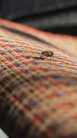 A close-up shot focuses on a single fly resting on a woven mat. The mat has a textured surface with horizontal stripes of red, blue, and tan threads. The fly is small and dark, with visible legs and wings. The lighting casts a subtle shadow of the fly onto the mat. The background is blurred, with dark shapes suggesting an indoor or shaded outdoor environment.