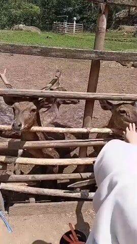 A person wearing a white head covering is feeding carrots to a group of deer through a wooden fence. The deer are gathered closely together, with their heads and necks extended through the fence openings to reach for the food. The environment appears to be an outdoor enclosure, possibly a zoo or wildlife park, with dirt ground, wooden fencing, and greenery in the background. The person is holding a carrot out towards the deer, and one deer is actively eating it from their hand. Another deer is also reaching for a carrot. The scene is well-lit, suggesting it is daytime.