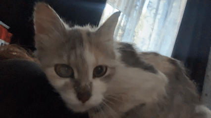 Crepe making and calico cat adventures in Svietlahorsk