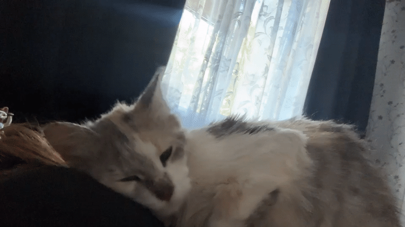 Crepe making and calico cat adventures in Svietlahorsk