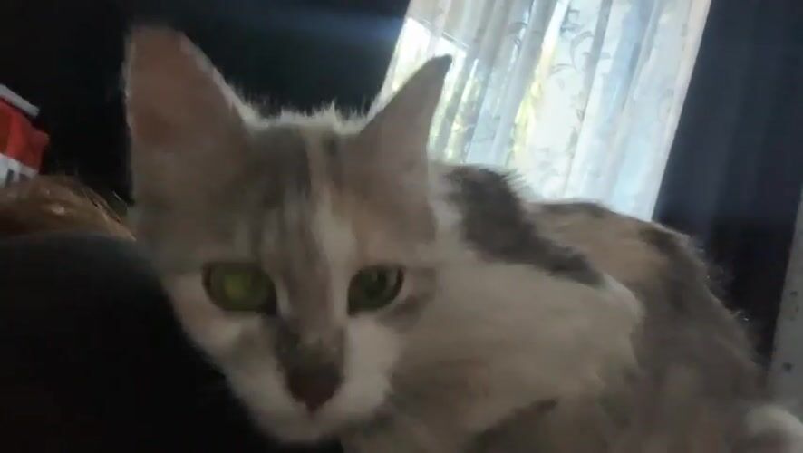 Crepe making and calico cat adventures in Svietlahorsk