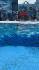 Swimmer interacts with playful dolphin at Egyptian marine facility