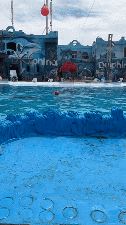 Swimmer interacts with playful dolphin at Egyptian marine facility