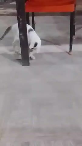 A white cat with black markings is playing on a tiled floor. The cat is near a table with orange and black legs. The cat is in various poses, stretching and batting at something on the floor. The background is blurred, but it appears to be an outdoor or covered area, possibly a patio or garage, with a motorcycle visible in the upper left corner. The lighting is dim.