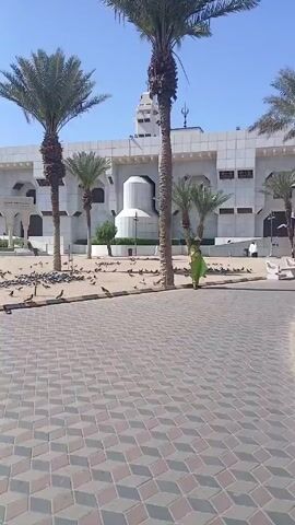 The video shows a view of Quba Mosque in Medina, Saudi Arabia. The mosque is a large, white building with a minaret. In front of the mosque, there is a paved area with palm trees and a large flock of pigeons. Several people wearing traditional Muslim clothing are walking in the area. The sky is blue and clear. The camera pans to the right to show more of the park, where there is a curb made of black and white tiles, and behind the park is a set of buildings and vehicles.
