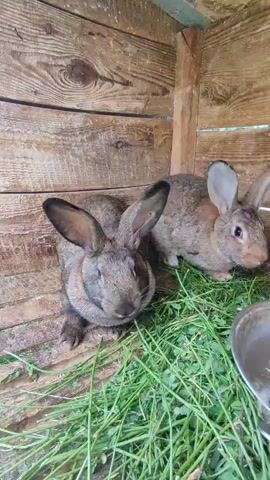 Two rabbits are in a wooden hutch. The rabbit on the left is larger and darker brown with large ears. It is looking towards the camera. The rabbit on the right is smaller and lighter brown with large ears. It is looking to the right. Both rabbits are sitting in a bed of green grass. A metal bowl is visible in the lower right corner of the frame. The hutch is made of wooden planks.