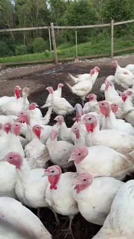 A flock of white turkeys stands close together in a fenced outdoor enclosure. The turkeys have pink wattles and snoods. The ground is dirt and there is a wooden fence behind the turkeys. Trees and green foliage are visible in the background. The video appears to be filmed from a low angle.