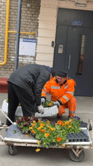 Two men plant flowers in Moscow planter